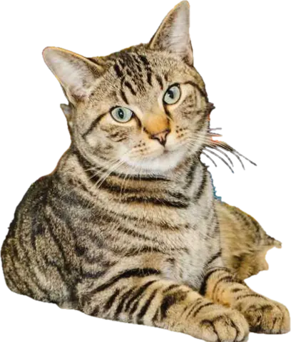 A tabby bodega cat lying down, cut out from its background